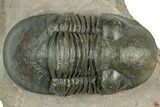 Paralejurus Trilobite Fossil - Atchana, Morocco #323566-1